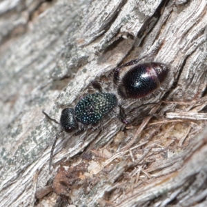 Aglaotilla sp. (genus) at ANBG - 11 Sep 2020