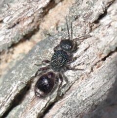 Aglaotilla sp. (genus) at ANBG - 11 Sep 2020