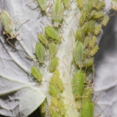 Aphididae (family) (Unidentified aphid) at Acton, ACT - 22 Sep 2020 by Tim L