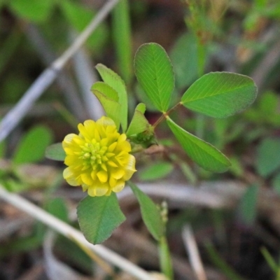 Trifolium campestre (Hop Clover) at O'Connor, ACT - 24 Sep 2020 by ConBoekel