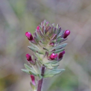 Parentucellia latifolia at O'Connor, ACT - 24 Sep 2020