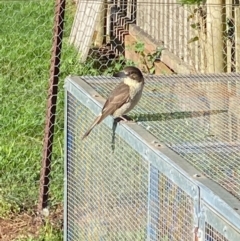 Cracticus torquatus (Grey Butcherbird) at Wingecarribee Local Government Area - 24 Sep 2020 by Echidna