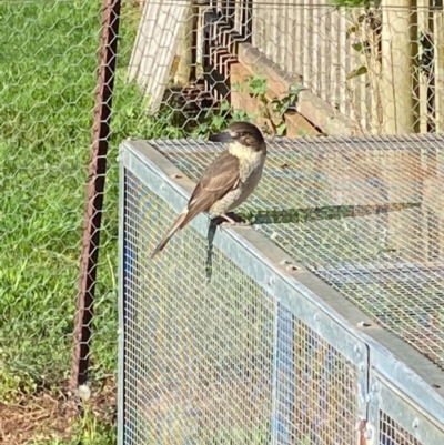 Cracticus torquatus (Grey Butcherbird) at Robertson, NSW - 24 Sep 2020 by Echidna