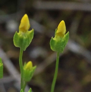 Cicendia quadrangularis at O'Connor, ACT - 24 Sep 2020