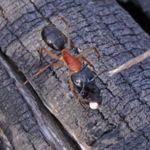 Camponotus nigriceps at O'Connor, ACT - 24 Sep 2020 03:29 PM