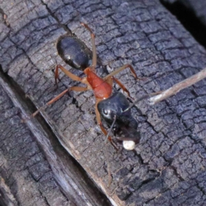 Camponotus nigriceps at O'Connor, ACT - 24 Sep 2020
