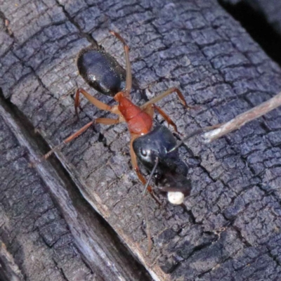 Camponotus nigriceps (Black-headed sugar ant) at O'Connor, ACT - 24 Sep 2020 by ConBoekel