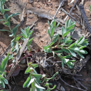 Lythrum hyssopifolia at O'Connor, ACT - 24 Sep 2020
