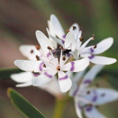 Wurmbea dioica subsp. dioica (Early Nancy) at Dryandra St Woodland - 24 Sep 2020 by ConBoekel