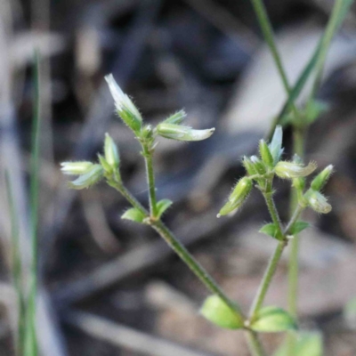 Cerastium glomeratum (Sticky Mouse-ear Chickweed) at Dryandra St Woodland - 24 Sep 2020 by ConBoekel