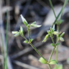 Cerastium glomeratum (Sticky Mouse-ear Chickweed) at O'Connor, ACT - 24 Sep 2020 by ConBoekel