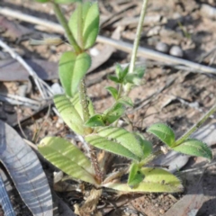 Cerastium glomeratum at O'Connor, ACT - 24 Sep 2020