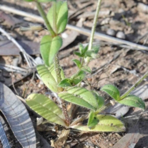 Cerastium glomeratum at O'Connor, ACT - 24 Sep 2020