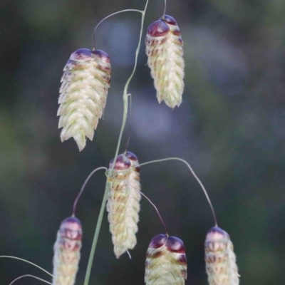 Briza maxima (Quaking Grass, Blowfly Grass) at O'Connor, ACT - 24 Sep 2020 by ConBoekel