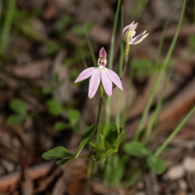 Caladenia carnea (Pink Fingers) at Latham, ACT - 24 Sep 2020 by Roger