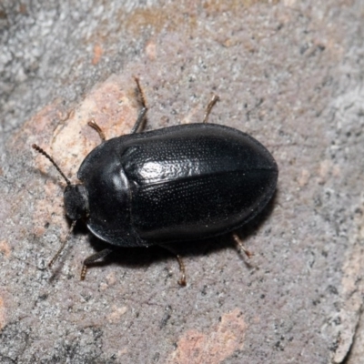 Pterohelaeus striatopunctatus (Darkling beetle) at QPRC LGA - 24 Sep 2020 by Roger