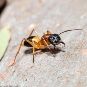 Camponotus consobrinus at Latham, ACT - 24 Sep 2020