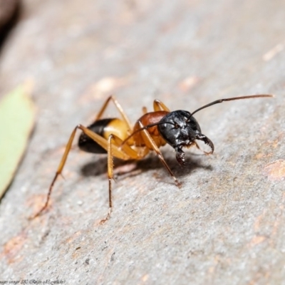 Camponotus consobrinus (Banded sugar ant) at Latham, ACT - 24 Sep 2020 by Roger