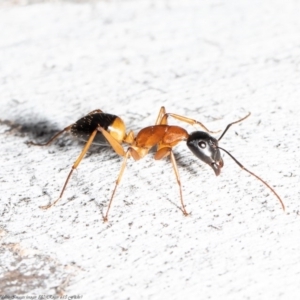 Camponotus consobrinus at Latham, ACT - 24 Sep 2020 03:48 PM