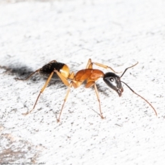 Camponotus consobrinus at Latham, ACT - 24 Sep 2020