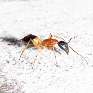 Camponotus consobrinus at Latham, ACT - 24 Sep 2020