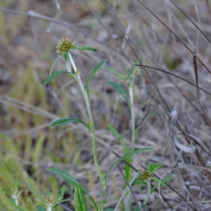 Euchiton sphaericus at O'Connor, ACT - 24 Sep 2020