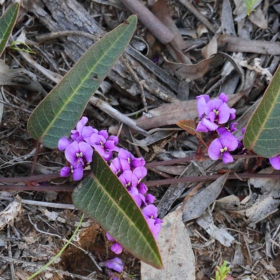 Hardenbergia violacea (False Sarsaparilla) at Dryandra St Woodland - 24 Sep 2020 by ConBoekel