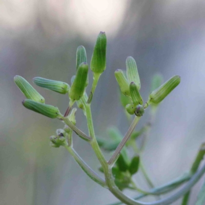 Senecio prenanthoides (Common Forest Fireweed) at O'Connor, ACT - 24 Sep 2020 by ConBoekel