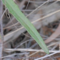 Senecio prenanthoides at O'Connor, ACT - 24 Sep 2020 03:08 PM