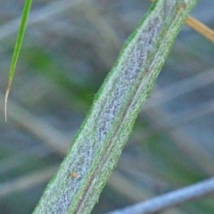 Senecio prenanthoides at O'Connor, ACT - 24 Sep 2020