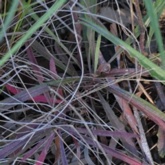 Senecio prenanthoides at O'Connor, ACT - 24 Sep 2020