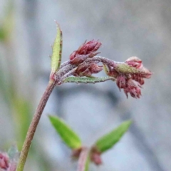 Gonocarpus tetragynus (Common Raspwort) at Dryandra St Woodland - 24 Sep 2020 by ConBoekel