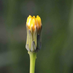 Hypochaeris glabra (Smooth Catsear) at O'Connor, ACT - 24 Sep 2020 by ConBoekel