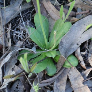 Hypochaeris glabra at O'Connor, ACT - 24 Sep 2020