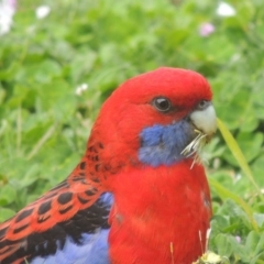 Platycercus elegans (Crimson Rosella) at Pollinator-friendly garden Conder - 24 Sep 2020 by michaelb