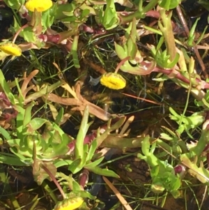 Cotula coronopifolia at Wollogorang, NSW - 24 Sep 2020