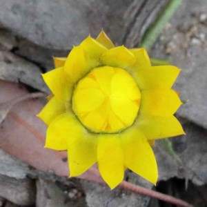 Xerochrysum viscosum at O'Connor, ACT - 24 Sep 2020