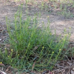 Xerochrysum viscosum at O'Connor, ACT - 24 Sep 2020