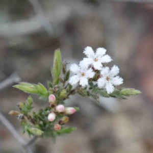 Leucopogon virgatus at Downer, ACT - 24 Sep 2020