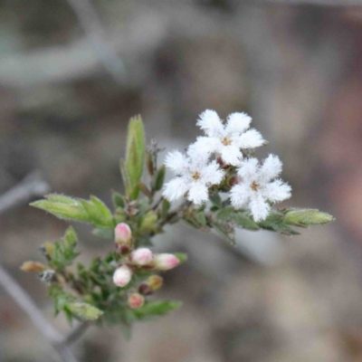 Leucopogon virgatus (Common Beard-heath) at Downer, ACT - 24 Sep 2020 by ConBoekel