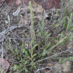 Leucopogon virgatus at Downer, ACT - 24 Sep 2020