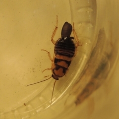 Robshelfordia sp. (genus) (A Shelford cockroach) at Pollinator-friendly garden Conder - 24 Jul 2020 by michaelb