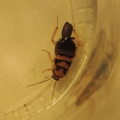 Robshelfordia sp. (genus) (A Shelford cockroach) at Conder, ACT - 25 Jul 2020 by MichaelBedingfield