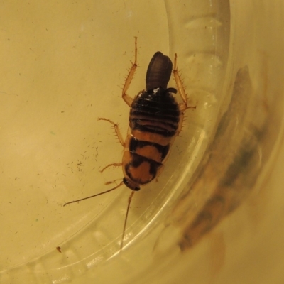 Robshelfordia sp. (genus) (A Shelford cockroach) at Pollinator-friendly garden Conder - 24 Jul 2020 by michaelb