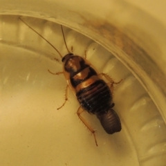 Robshelfordia sp. (genus) at Conder, ACT - 25 Jul 2020