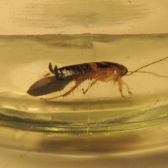 Robshelfordia sp. (genus) at Conder, ACT - 25 Jul 2020