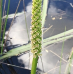 Cycnogeton multifructum (Water Ribbons) at Wollogorang, NSW - 24 Sep 2020 by JaneR