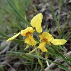 Diuris sp. (hybrid) (Hybrid Donkey Orchid) at Mount Painter - 21 Sep 2020 by CathB