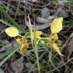 Diuris sp. (hybrid) at Cook, ACT - suppressed