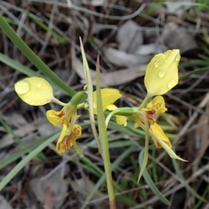 Diuris sp. (hybrid) at Cook, ACT - 21 Sep 2020